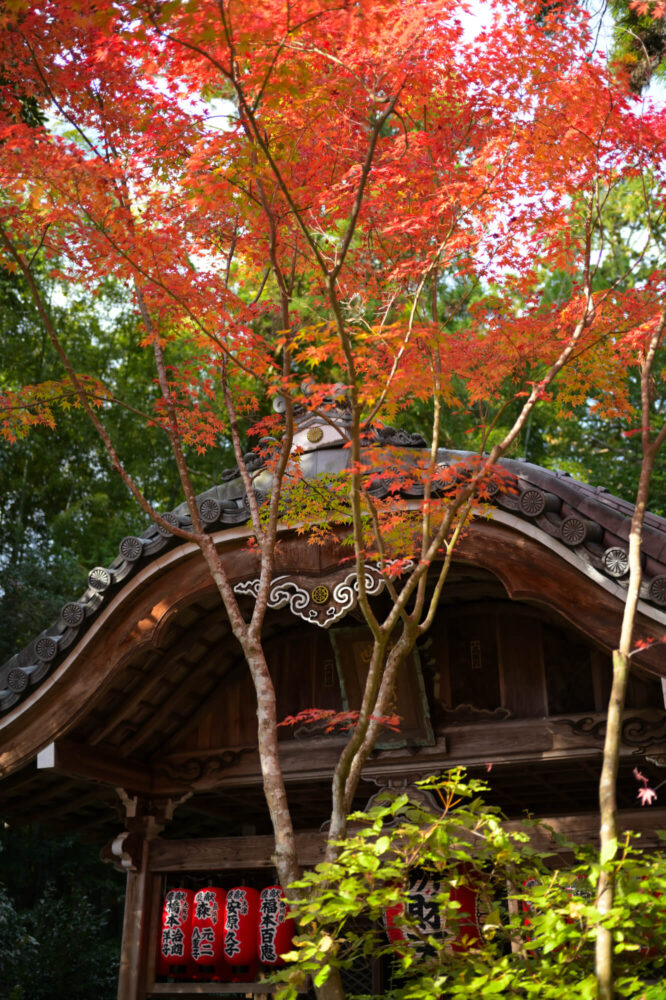 赤山禅院 弁財天堂の紅葉