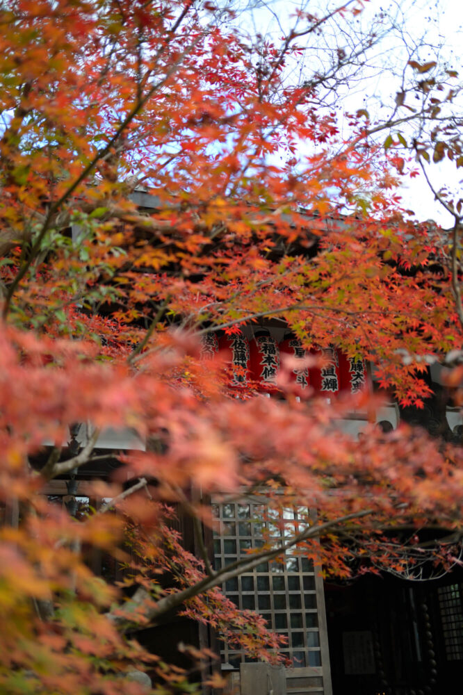 赤山禅院の紅葉