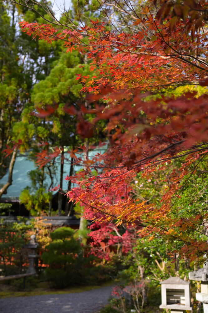 赤山禅院の紅葉