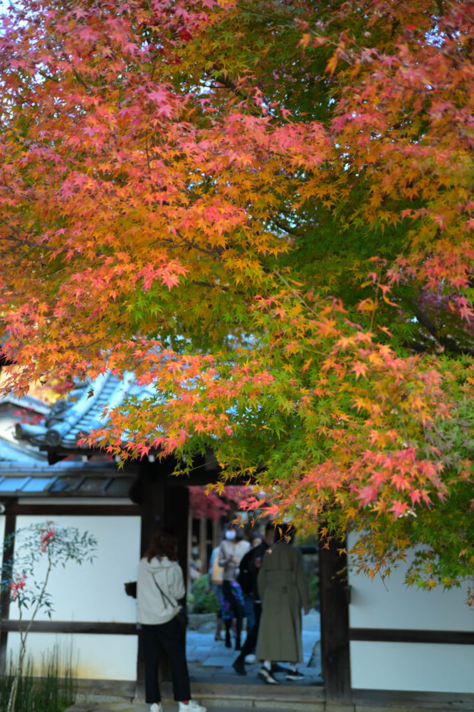 圓光寺 境内の紅葉