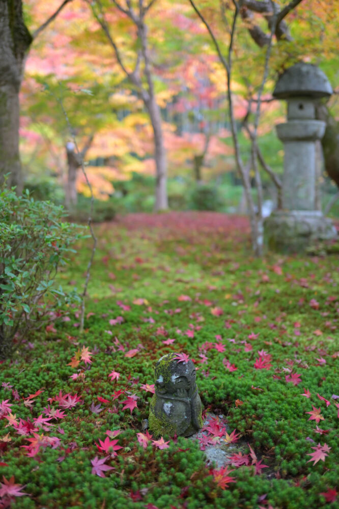 圓光寺 十牛之庭の紅葉