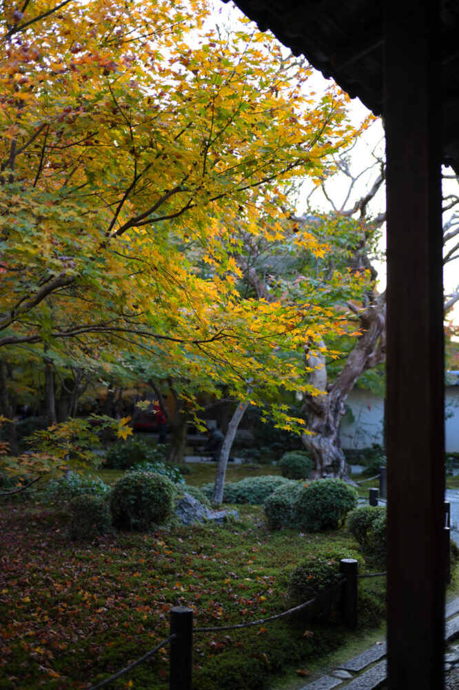 圓光寺 十牛之庭の紅葉