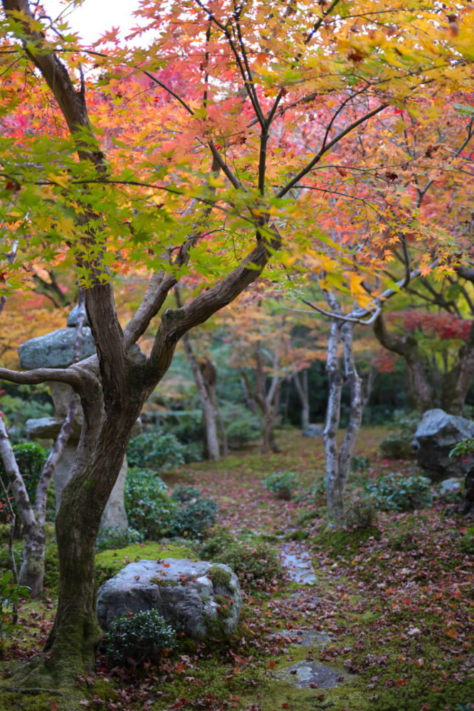 圓光寺 十牛之庭の紅葉