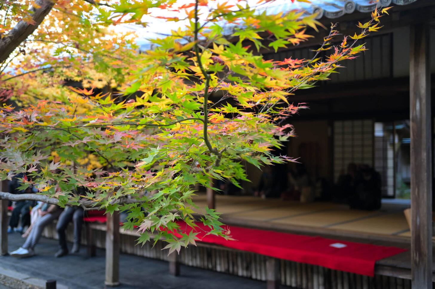 圓光寺 十牛之庭の紅葉