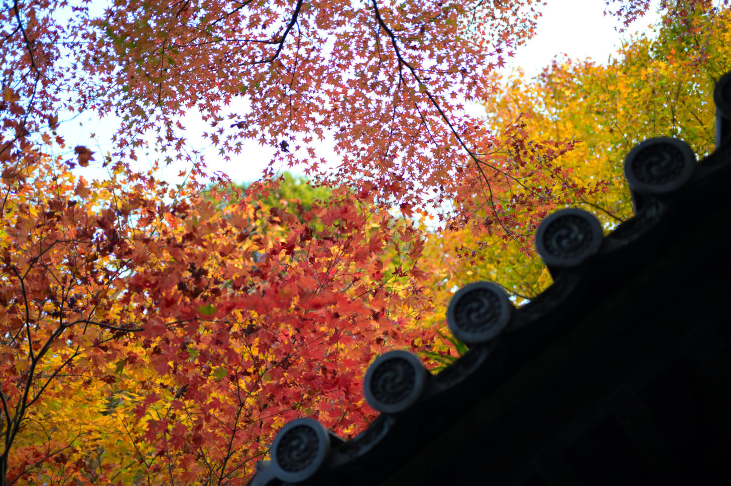 圓光寺 境内の紅葉