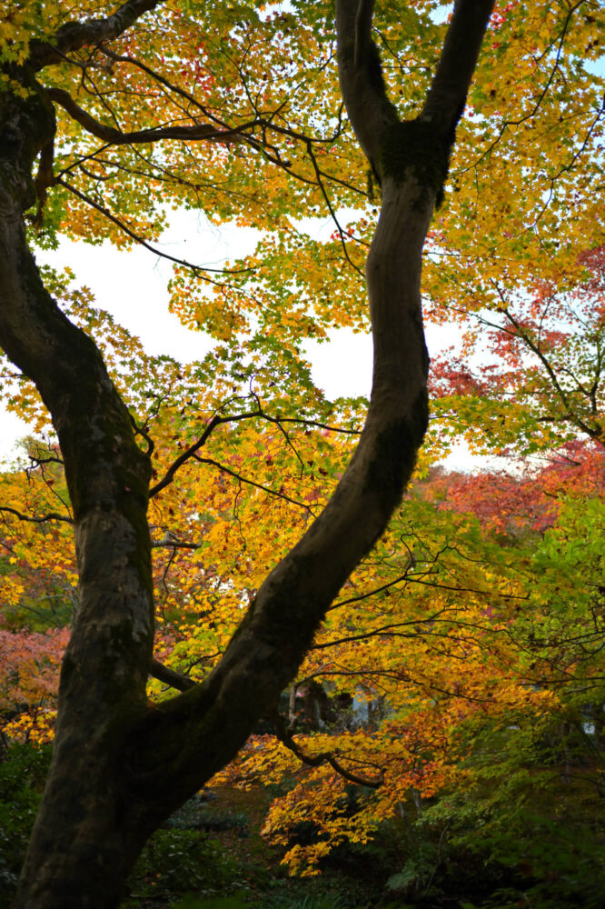 圓光寺 境内の紅葉