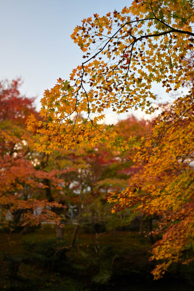 圓光寺 境内の紅葉