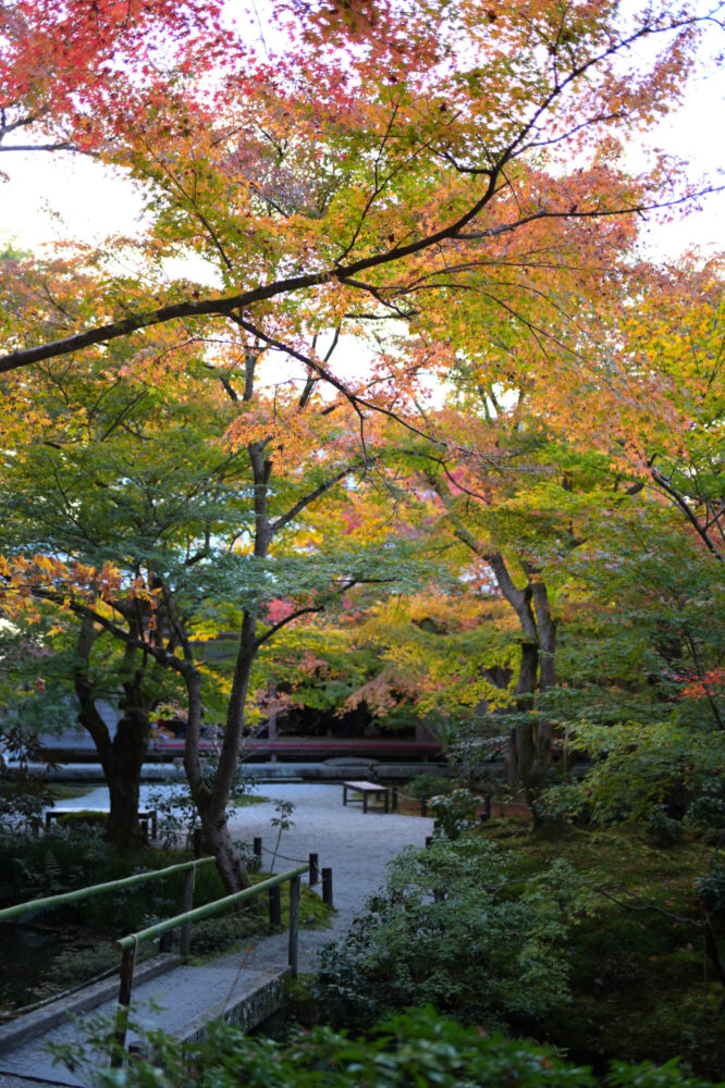 圓光寺 境内の紅葉