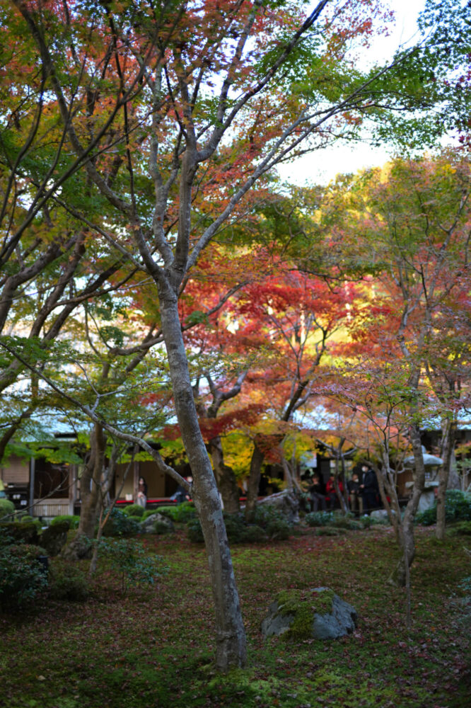 圓光寺 境内の紅葉