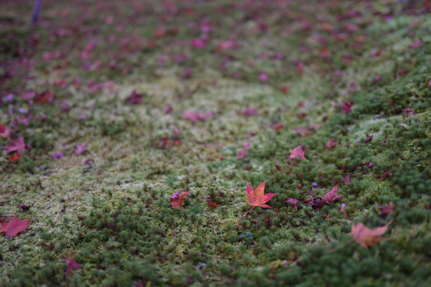 圓光寺 十牛之庭の紅葉