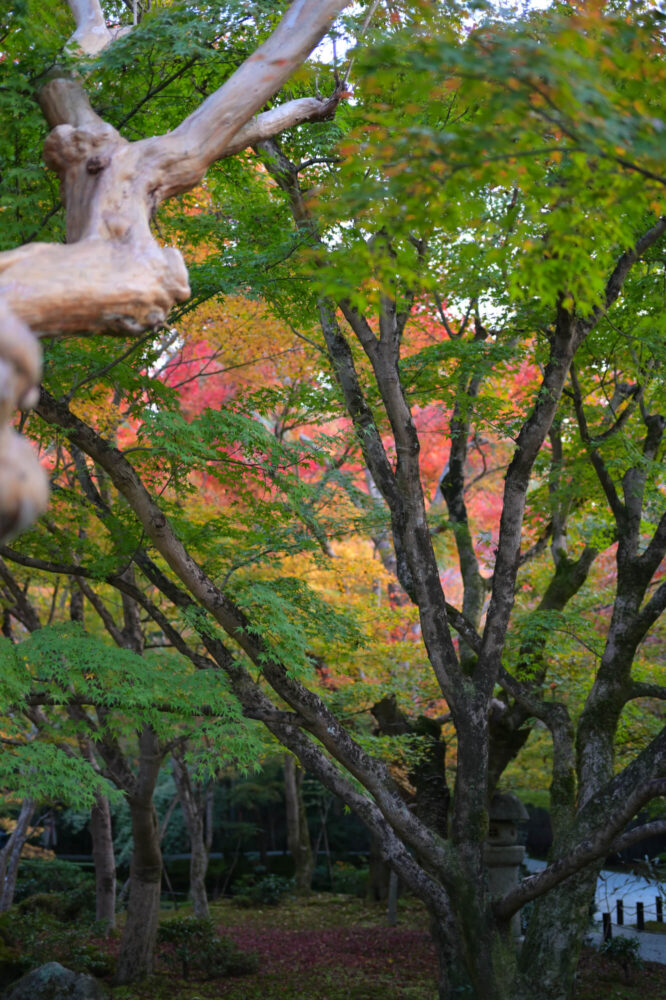 圓光寺 色づき前の青紅葉