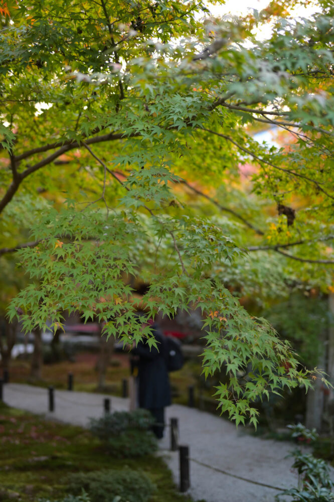 圓光寺 色づき前の青紅葉