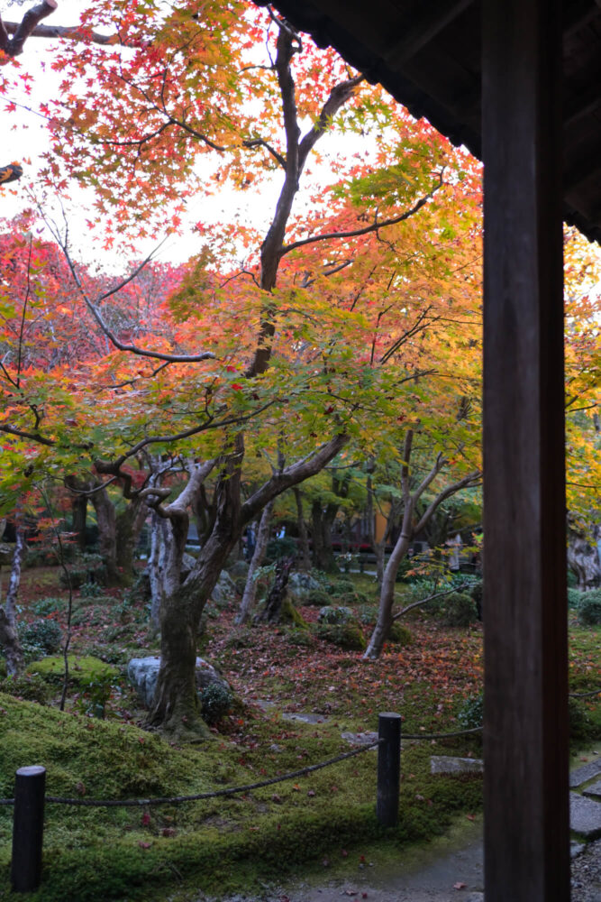 圓光寺 十牛之庭の紅葉