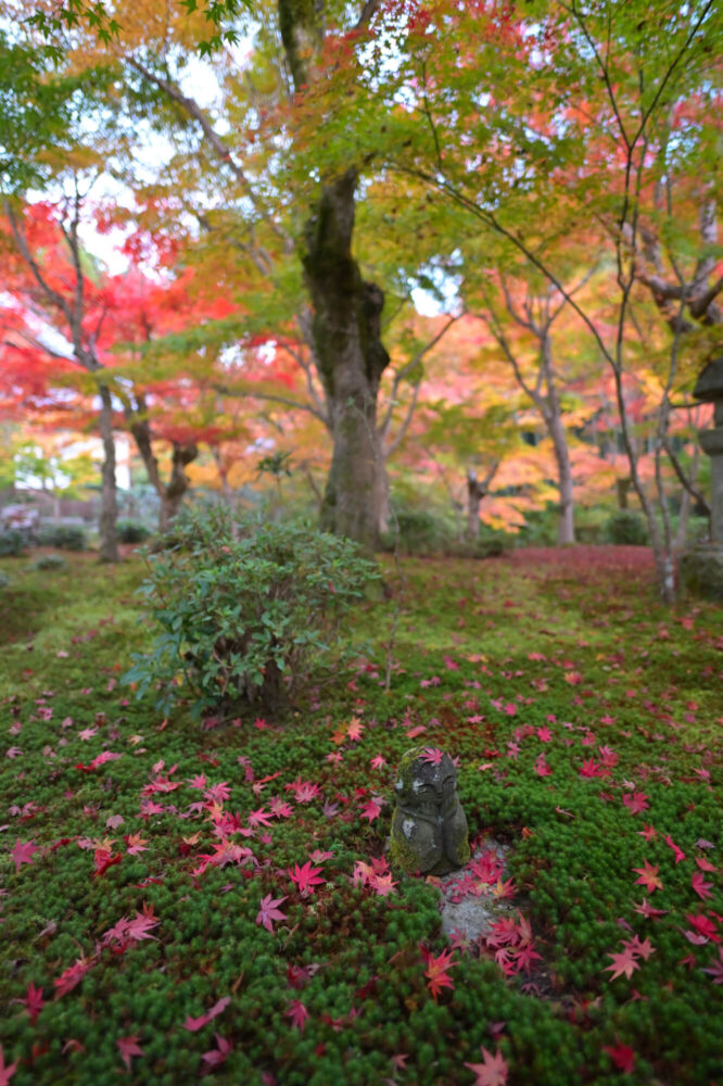 圓光寺 十牛之庭わらべ地蔵の紅葉