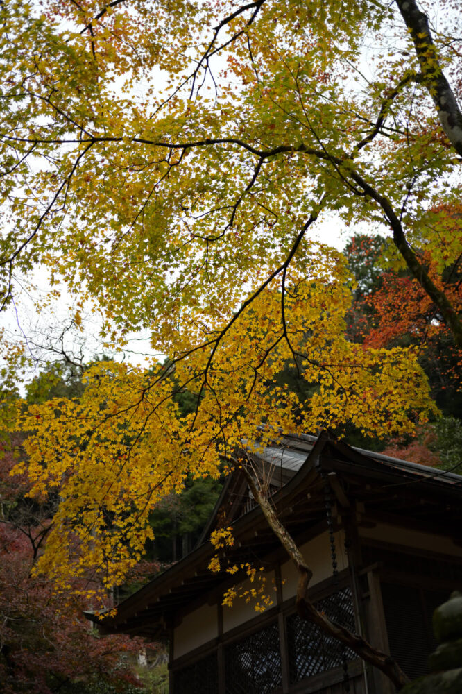 八瀬天満宮社の紅葉