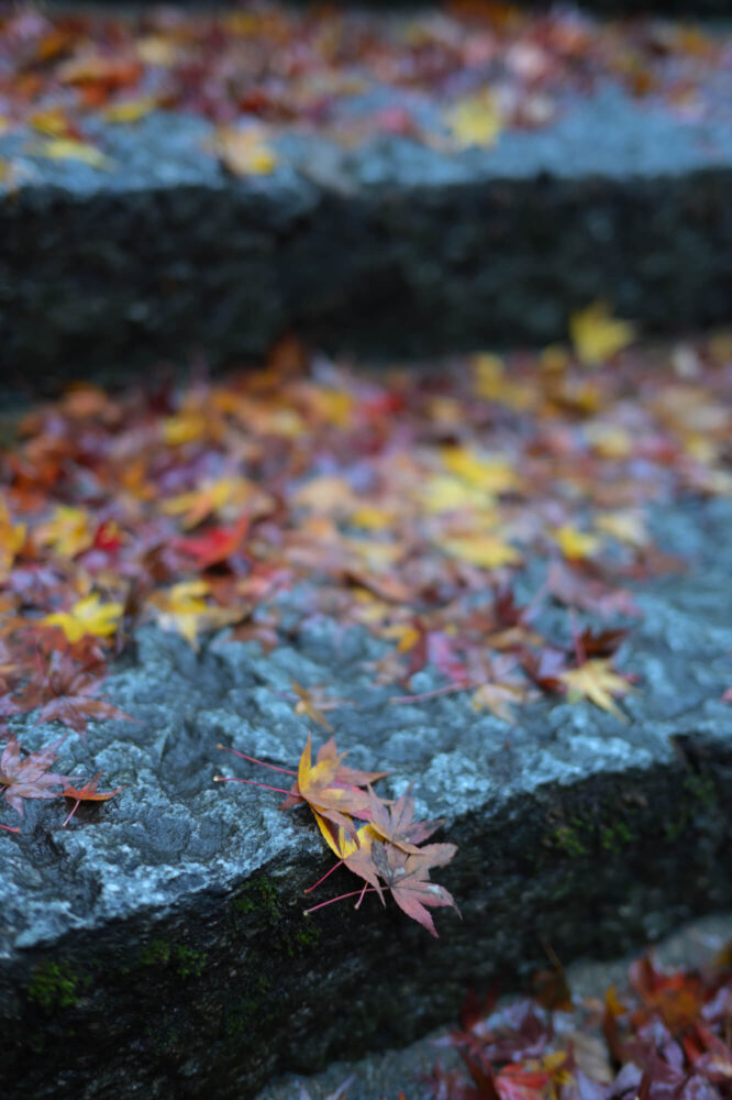 八瀬天満宮社の紅葉