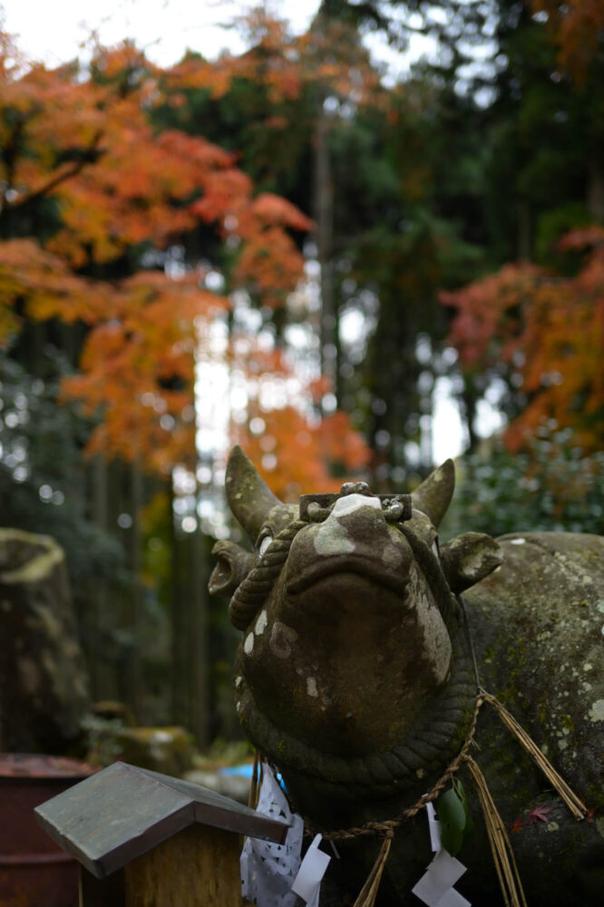 八瀬天満宮社の神牛と紅葉