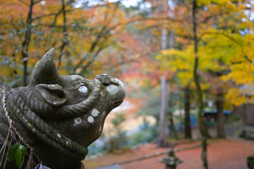 八瀬天満宮社の神牛と紅葉