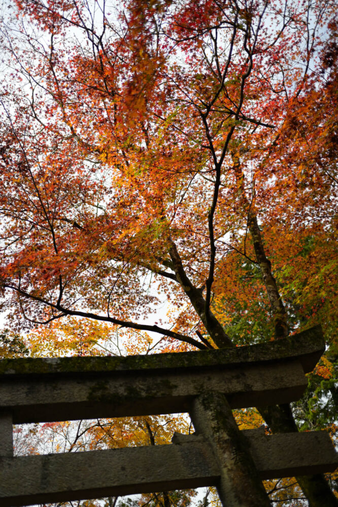 八瀬天満宮社の紅葉