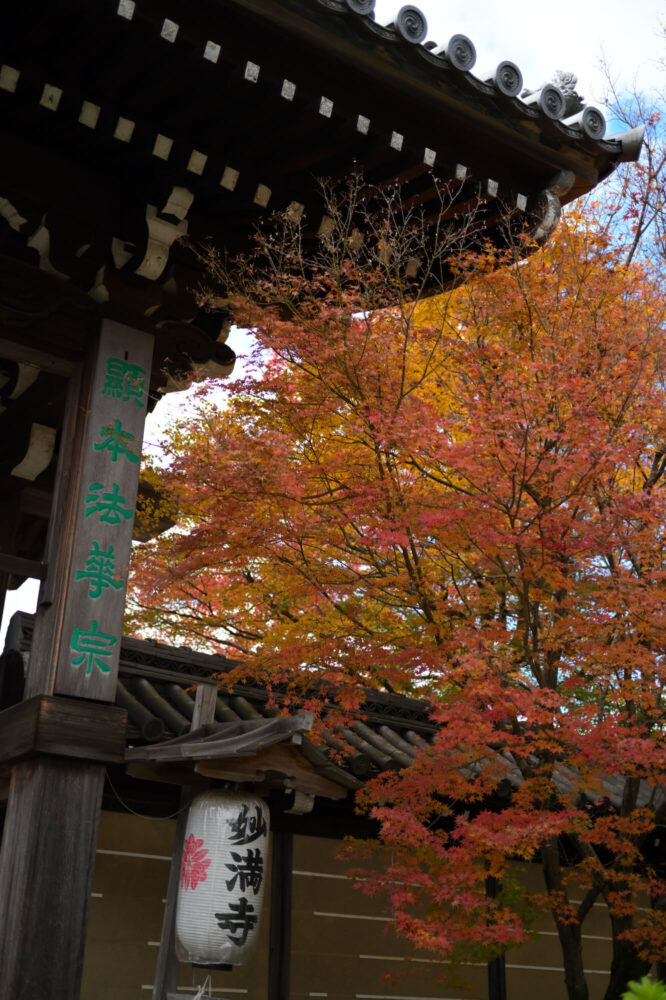 妙満寺の紅葉