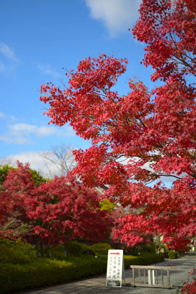 妙満寺の紅葉