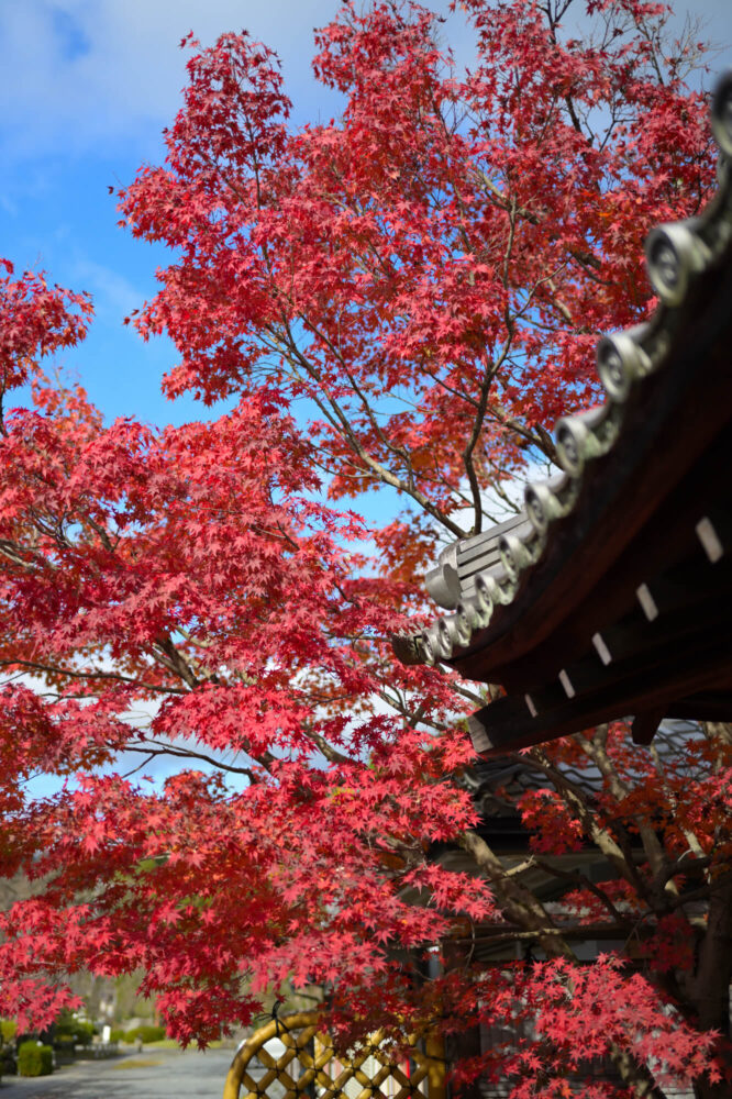 妙満寺の紅葉