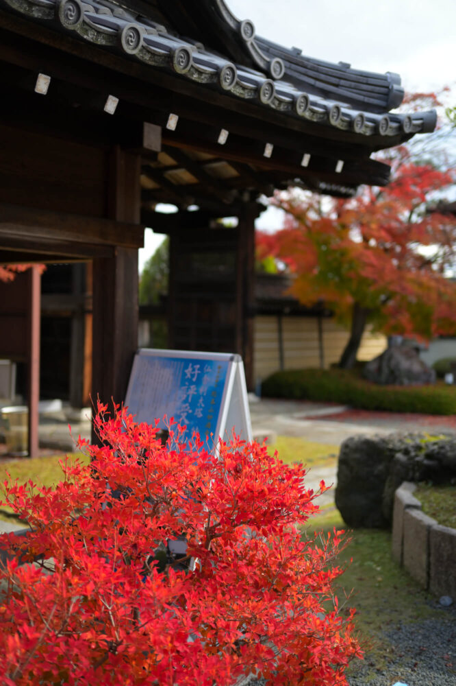 妙満寺 境内の紅葉