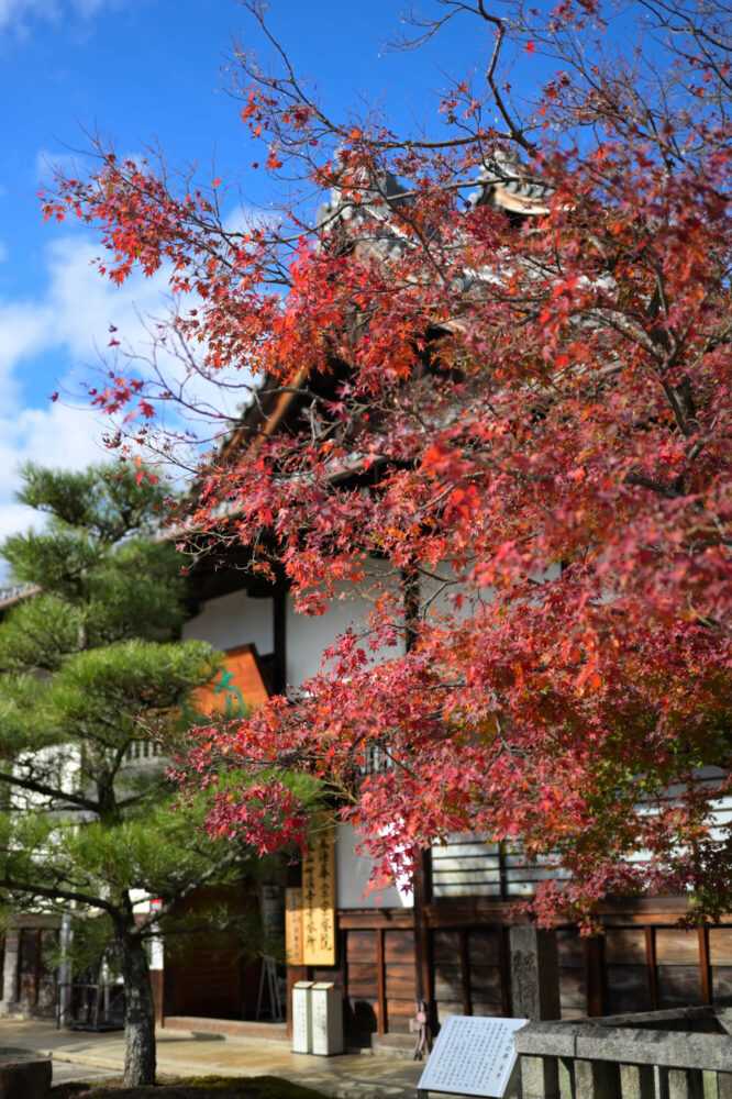 妙満寺 境内の紅葉