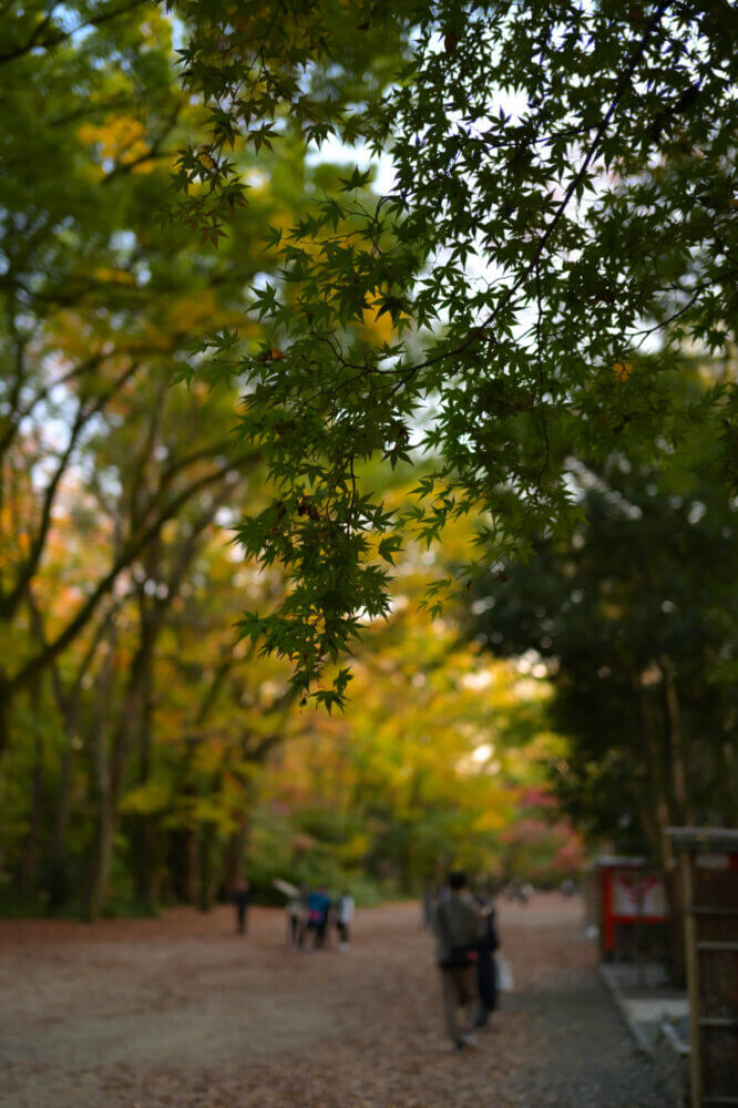 下鴨神社 糺の森の紅葉