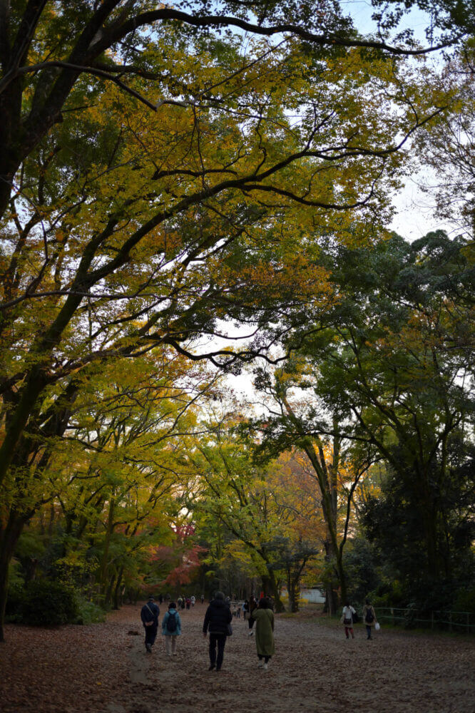 下鴨神社 糺の森の紅葉