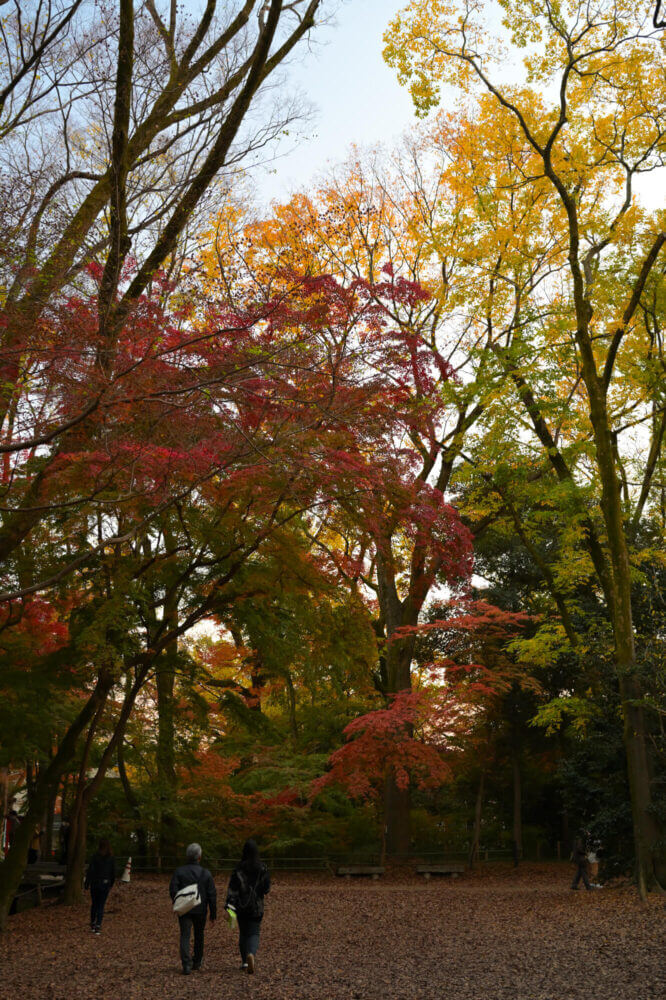 下鴨神社 糺の森の紅葉