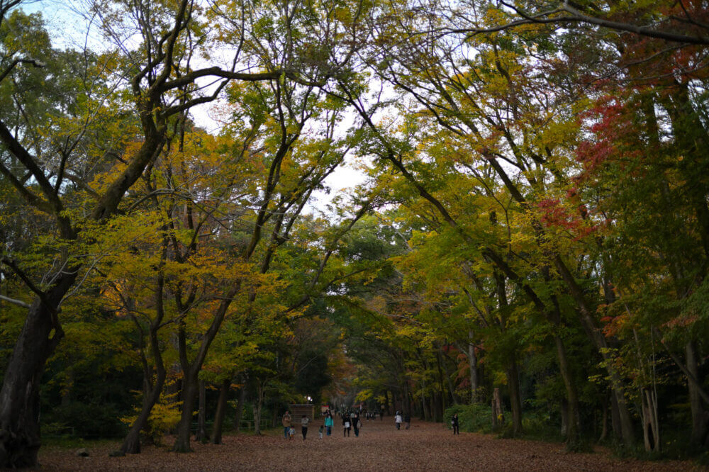 下鴨神社糺の森の紅葉