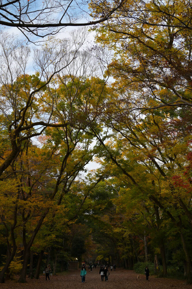 下鴨神社 糺の森の紅葉