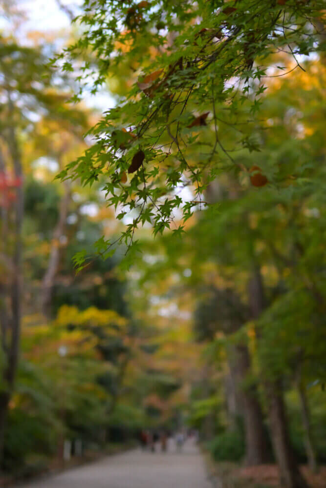 下鴨神社 糺の森表参道の紅葉