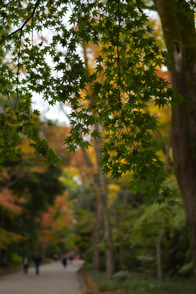 下鴨神社 糺の森表参道の紅葉