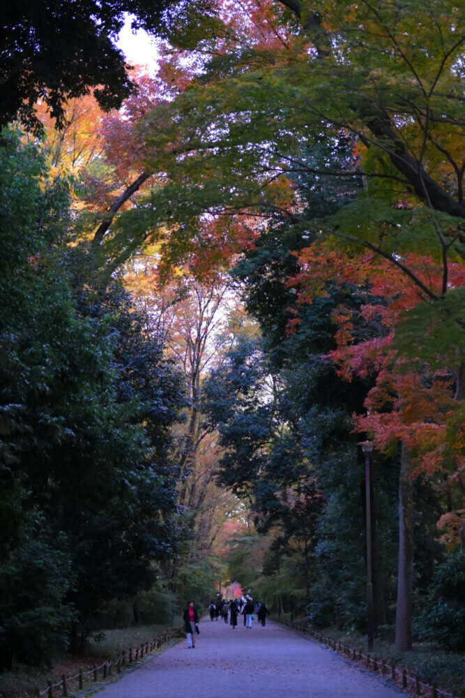 下鴨神社 糺の森表参道の紅葉