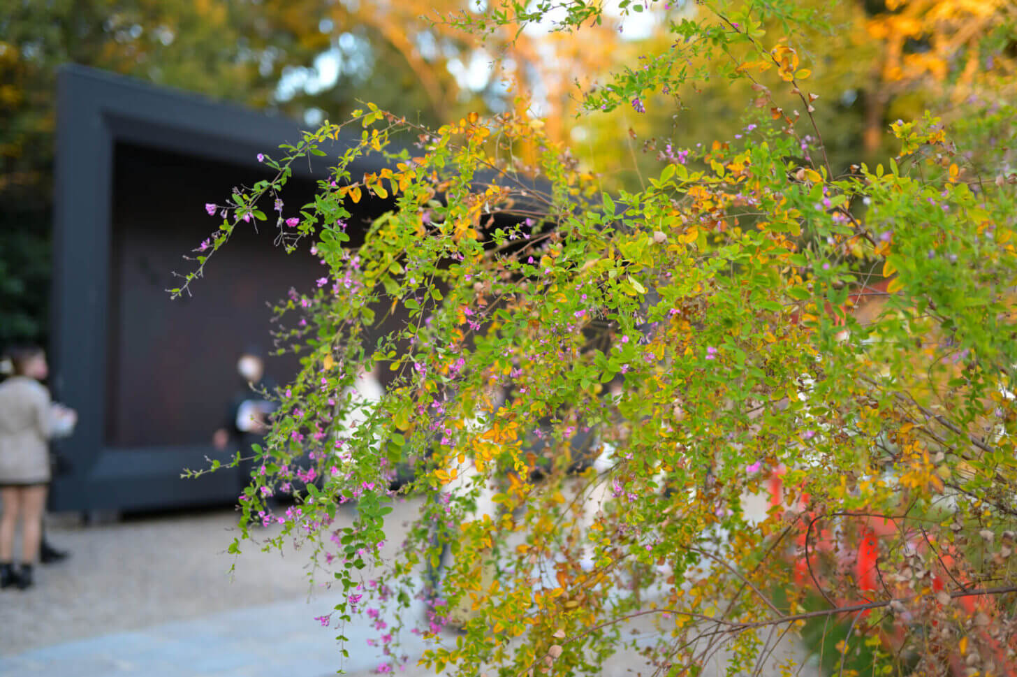 下鴨神社 御手洗社の萩の花