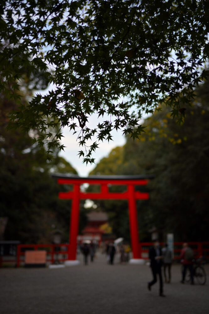 下鴨神社 南口鳥居のもみじ