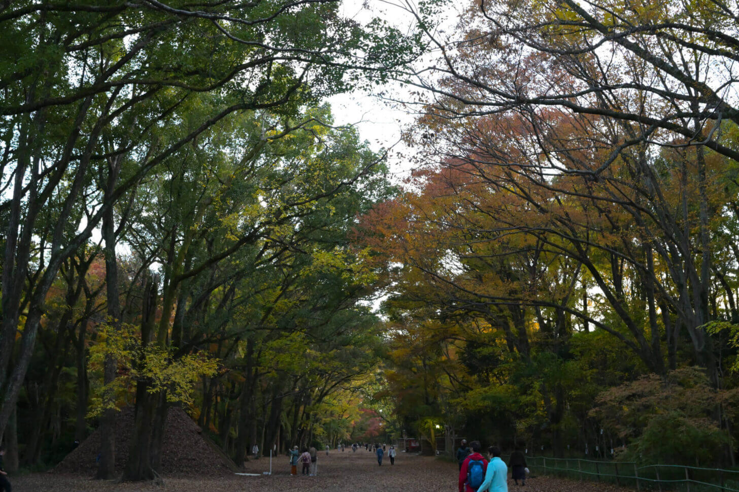 下鴨神社糺の森の紅葉