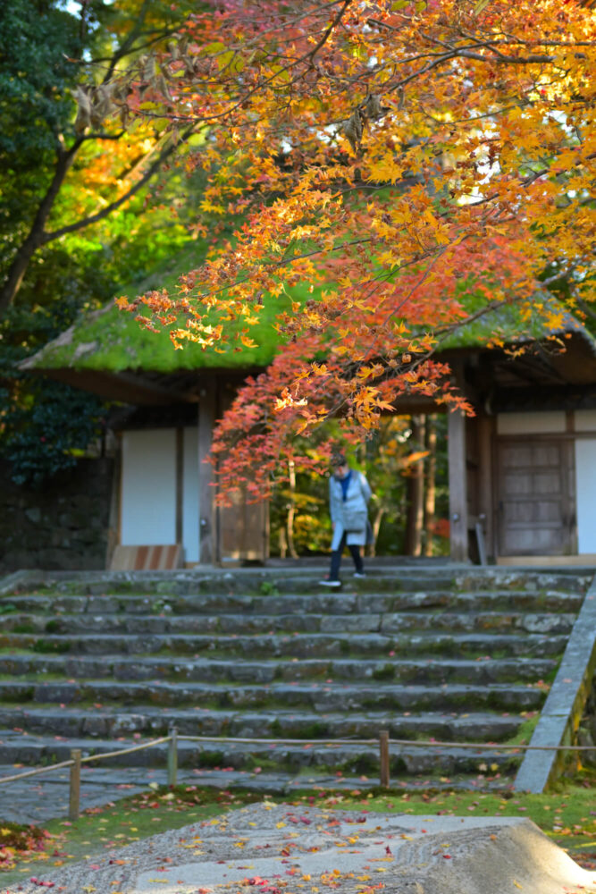 法然院の紅葉 2022年11月下旬