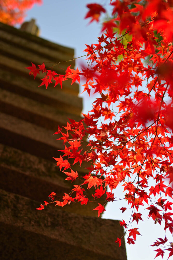 法然院の紅葉 2022年11月下旬撮影