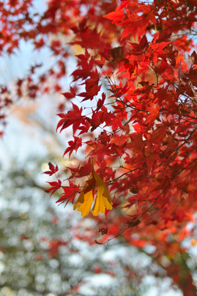 法然院の紅葉 2022年11月下旬撮影