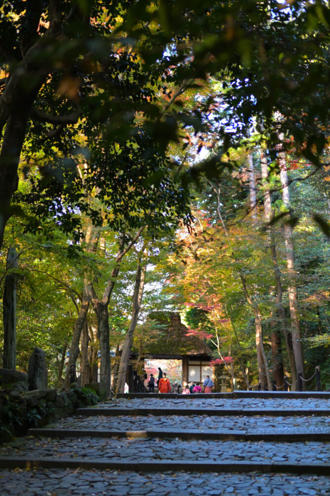 法然院の紅葉 2022年11月下旬撮影