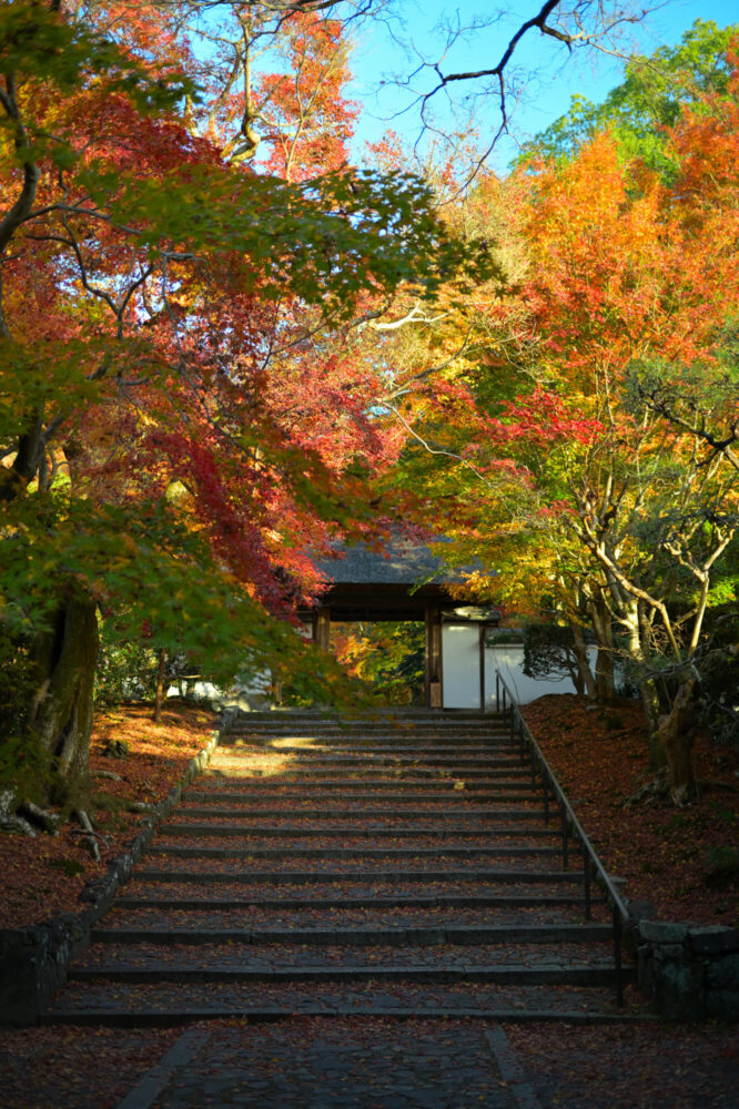 安楽寺の紅葉 2022年11月下旬撮影