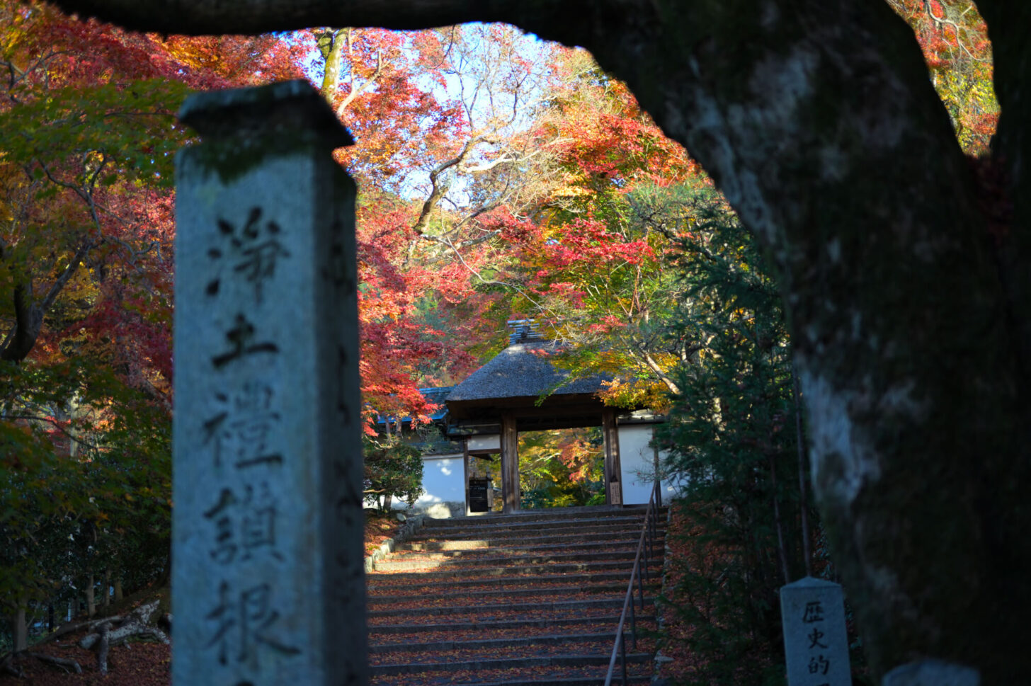 安楽寺の紅葉 2022年11月下旬撮影