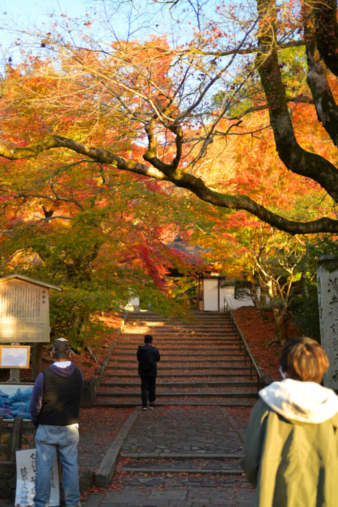 安楽寺の紅葉 2022年11月下旬撮影