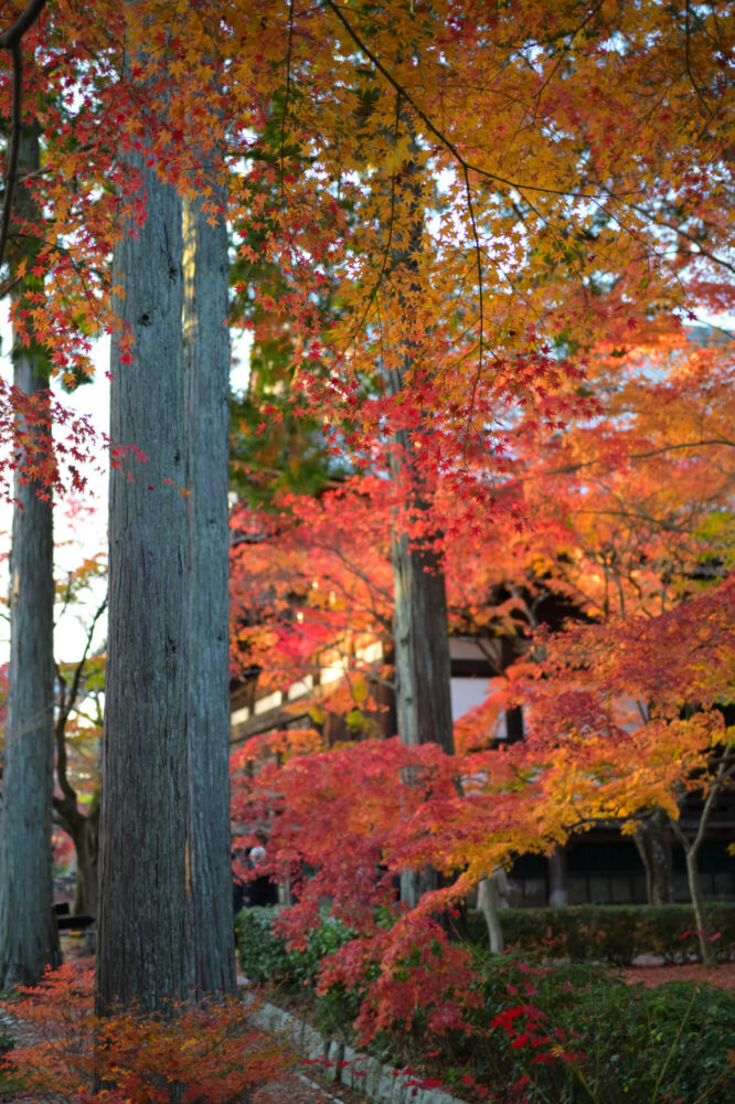 真如堂の紅葉 2022年11月下旬撮影