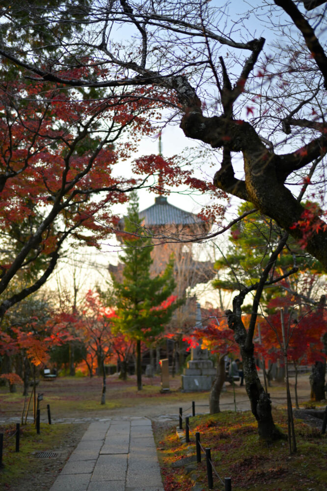 真如堂の紅葉 2022年11月下旬撮影