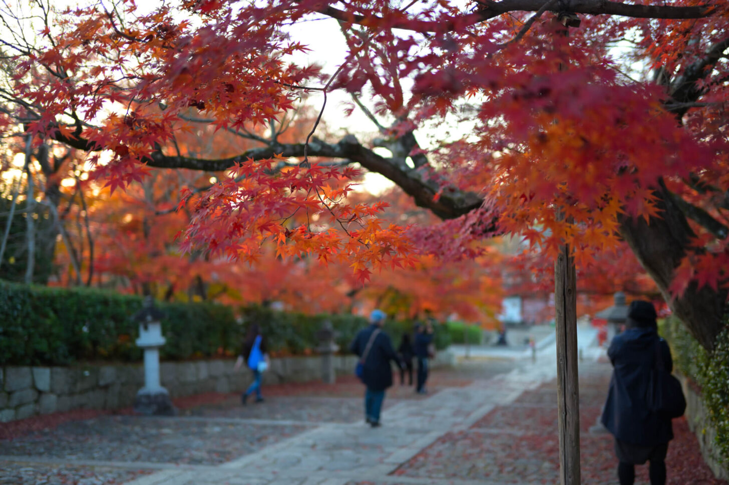 真如堂の紅葉 2022年11月下旬撮影