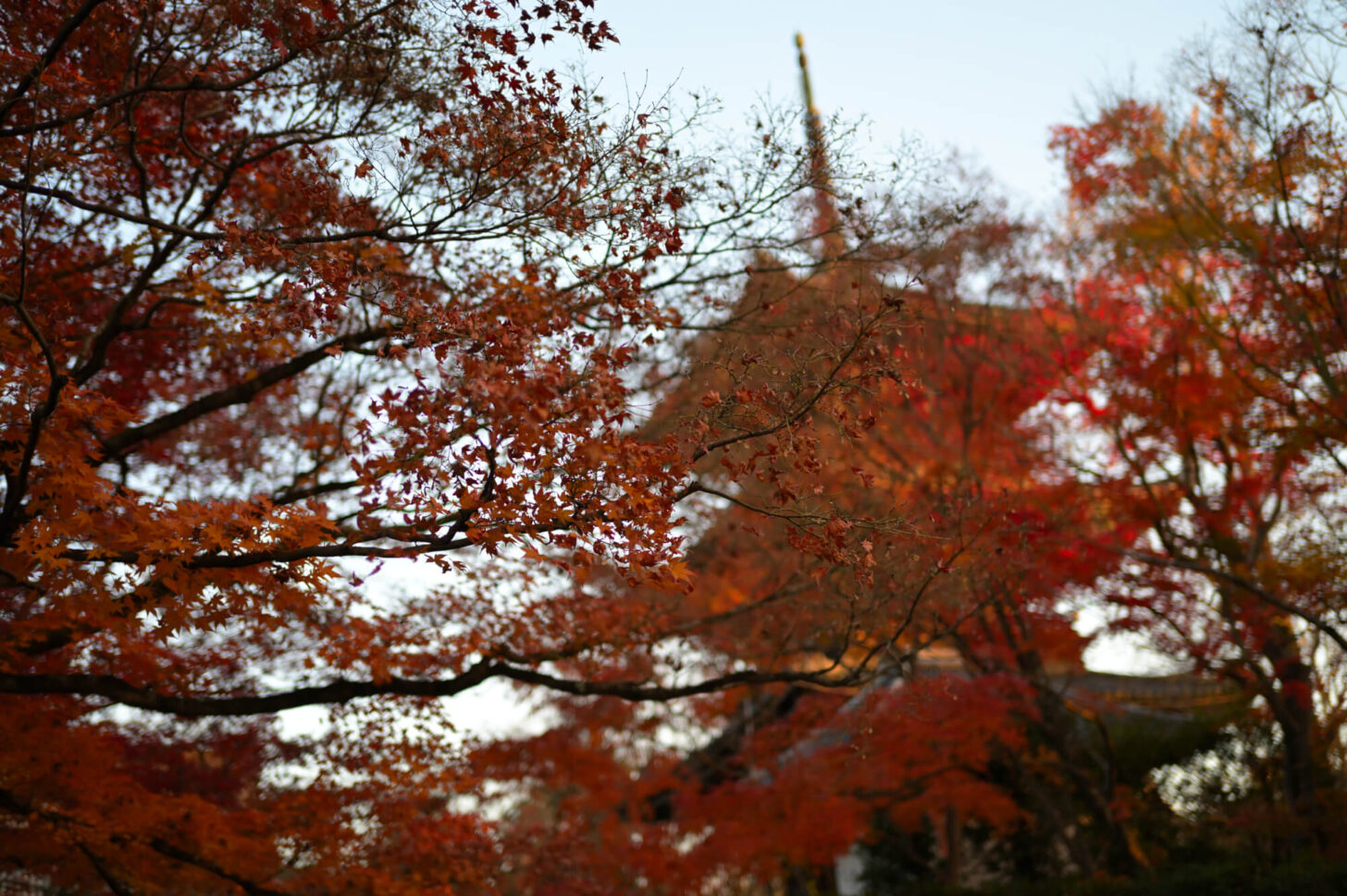 真如堂の紅葉 2022年11月下旬撮影